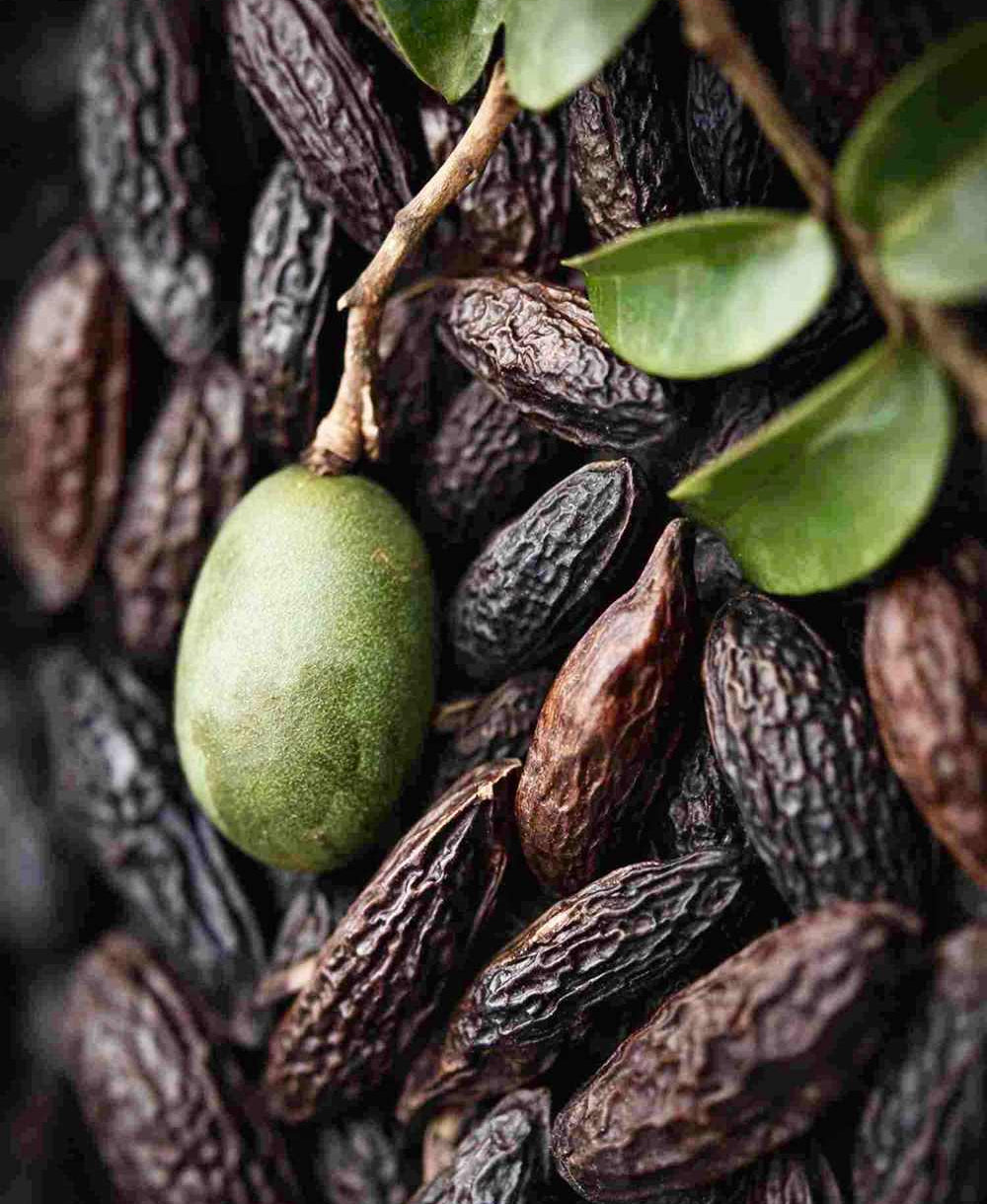 Tonka Gin, Tonkabohne, Gin. 